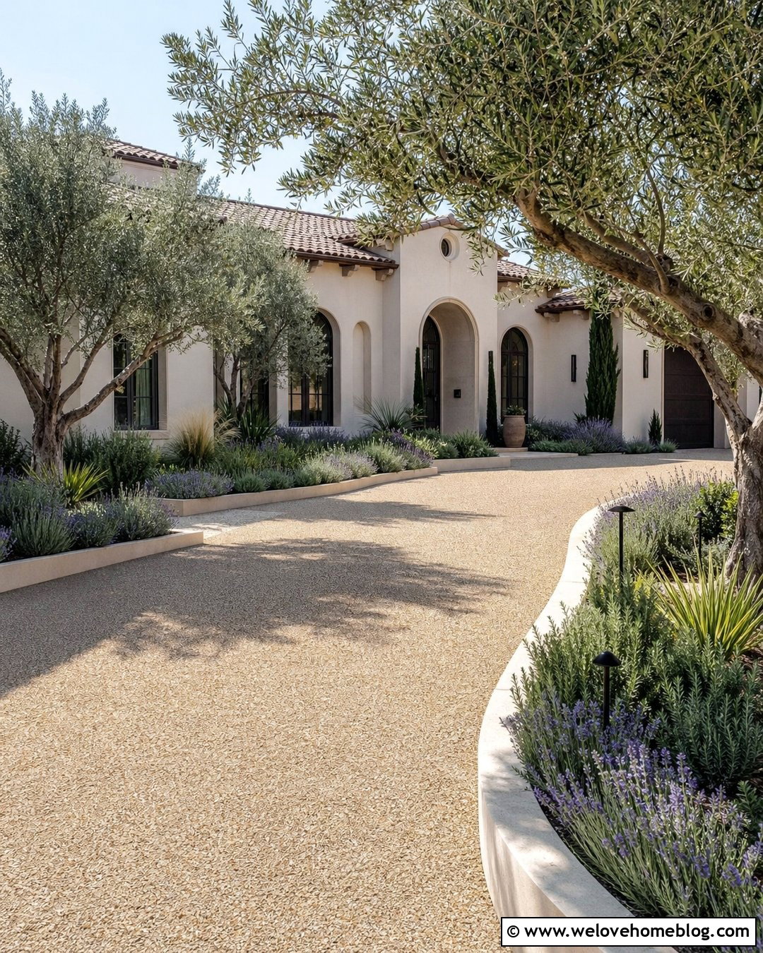 Olive Trees Along A Resin Bound Driveway - 30 driveway trees ideas